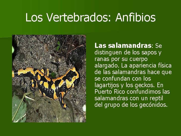 Los Vertebrados: Anfibios Las salamandras: Se distinguen de los sapos y ranas por su