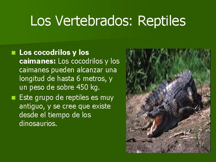 Los Vertebrados: Reptiles Los cocodrilos y los caimanes: Los cocodrilos y los caimanes pueden