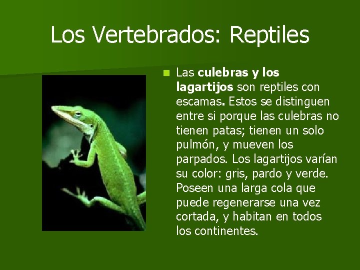 Los Vertebrados: Reptiles n Las culebras y los lagartijos son reptiles con escamas. Estos