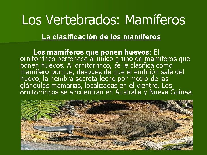 Los Vertebrados: Mamíferos La clasificación de los mamíferos Los mamíferos que ponen huevos: El