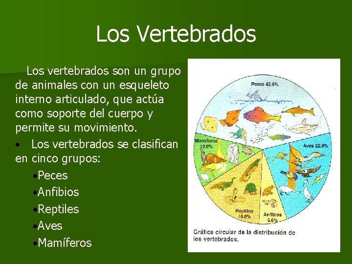 Los Vertebrados Los vertebrados son un grupo de animales con un esqueleto interno articulado,