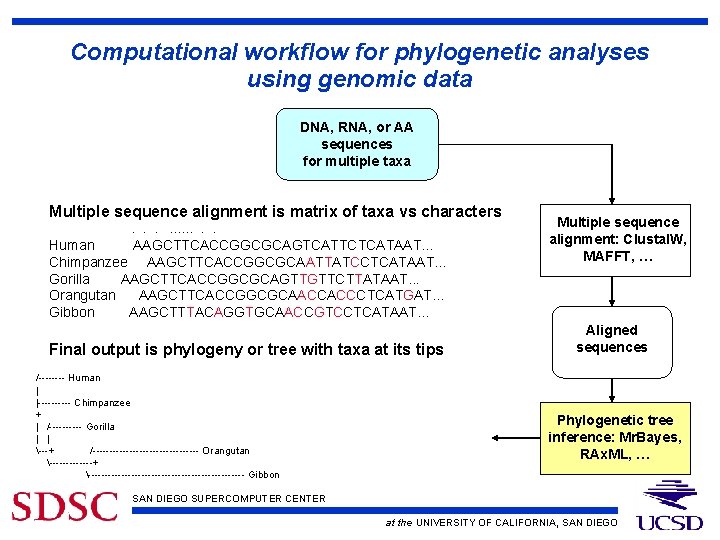 Computational workflow for phylogenetic analyses using genomic data DNA, RNA, or AA sequences for