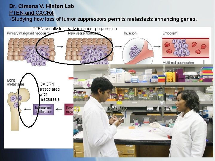 Dr. Cimona V. Hinton Lab PTEN and CXCR 4 • Studying how loss of