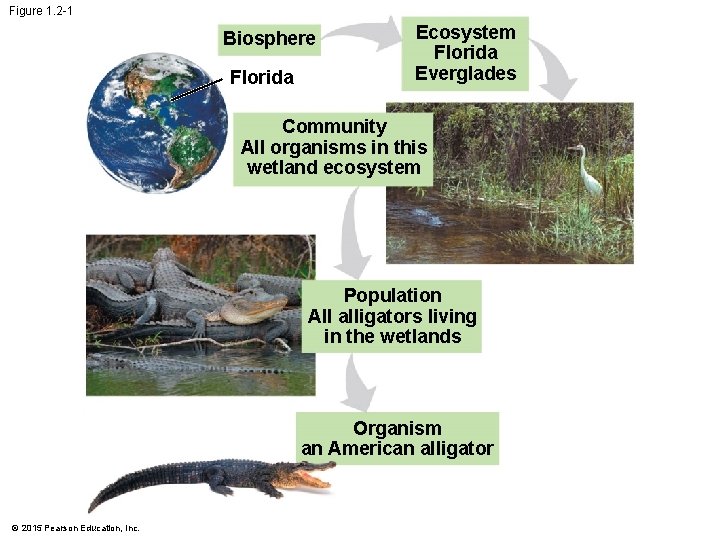 Figure 1. 2 -1 Biosphere Florida Ecosystem Florida Everglades Community All organisms in this