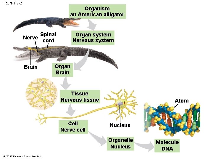 Figure 1. 2 -2 Organism an American alligator Nerve Spinal cord Brain Organ system