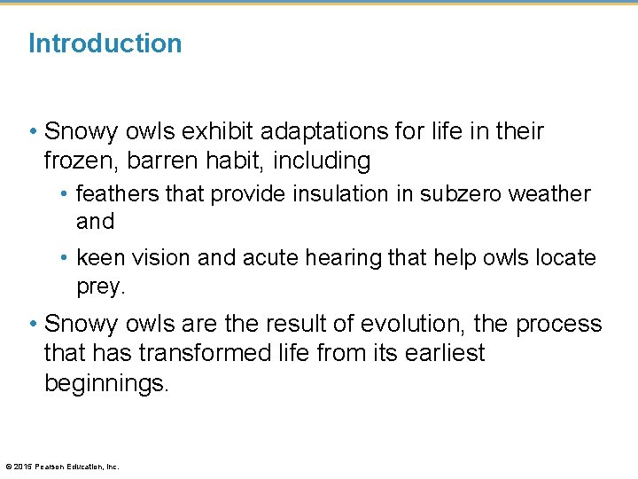 Introduction • Snowy owls exhibit adaptations for life in their frozen, barren habit, including