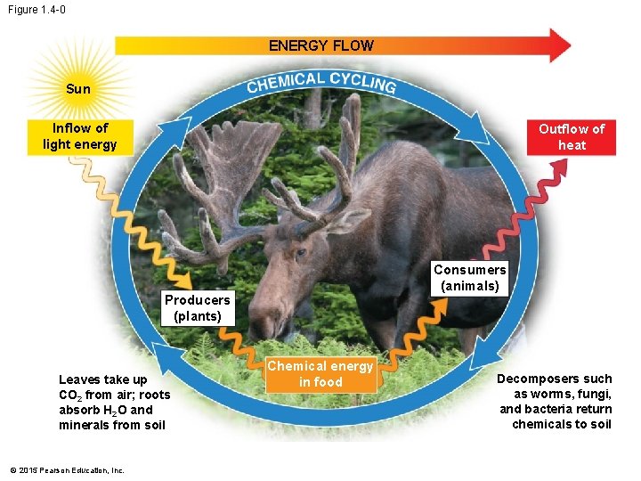 Figure 1. 4 -0 ENERGY FLOW Sun Inflow of light energy Outflow of heat