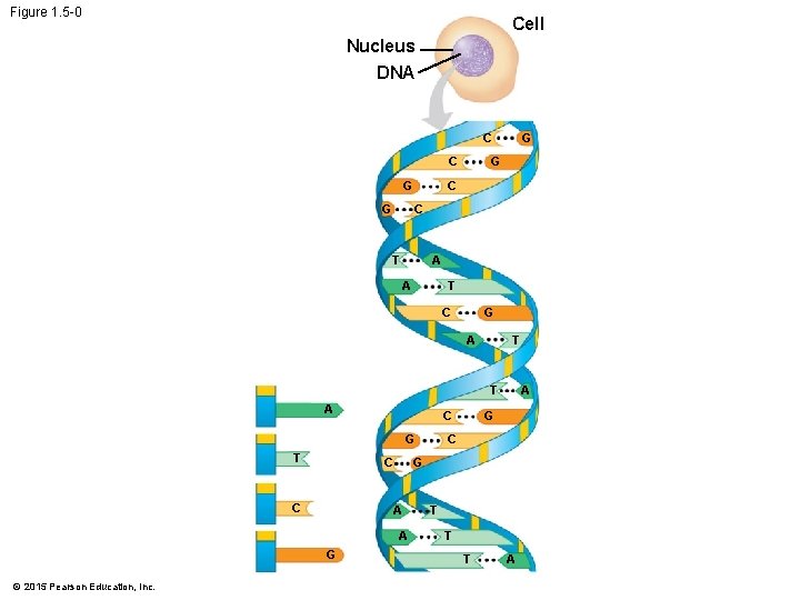 Figure 1. 5 -0 Cell Nucleus DNA C C G G G C T