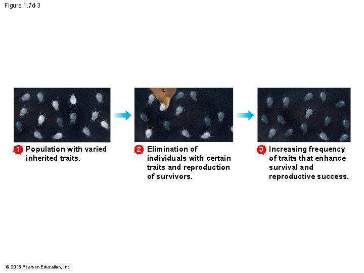 Figure 1. 7 d-3 1 Population with varied inherited traits. © 2015 Pearson Education,