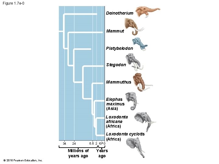 Figure 1. 7 e-0 Deinotherium Mammut Platybelodon Stegodon Mammuthus Elephas maximus (Asia) Loxodonta africana