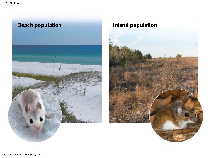 Figure 1. 9 -0 Beach population © 2015 Pearson Education, Inc. Inland population 