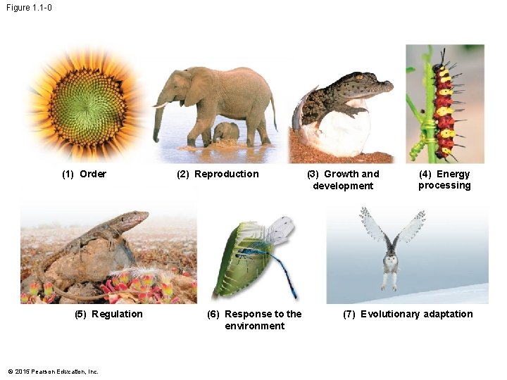 Figure 1. 1 -0 (1) Order (5) Regulation © 2015 Pearson Education, Inc. (2)