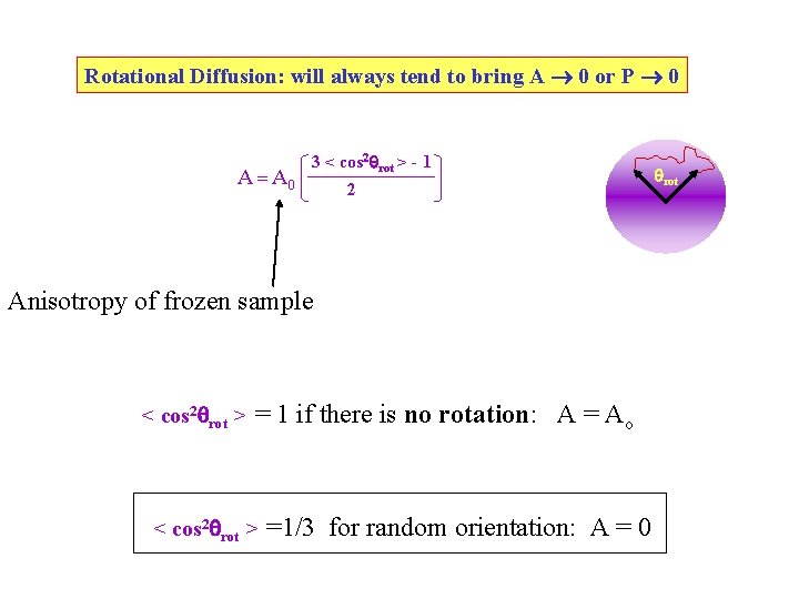 Rotational Diffusion: will always tend to bring A 0 or P 0 A = Rotational Diffusion: will always tend to bring A 0 or P 0 A =