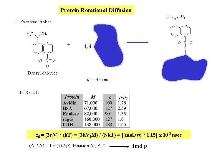 Protein Rotational Diffusion I. Extrinsic Probes + H 2 N Dansyl chloride t = Protein Rotational Diffusion I. Extrinsic Probes + H 2 N Dansyl chloride t =