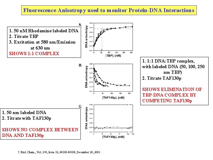 Fluorescence Anisotropy used to monitor Protein-DNA Interactions 1. 50 n. M Rhodamine labeled DNA Fluorescence Anisotropy used to monitor Protein-DNA Interactions 1. 50 n. M Rhodamine labeled DNA