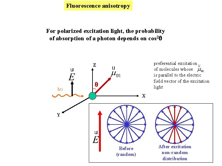 Fluorescence anisotropy For polarized excitation light, the probability of absorption of a photon depends Fluorescence anisotropy For polarized excitation light, the probability of absorption of a photon depends