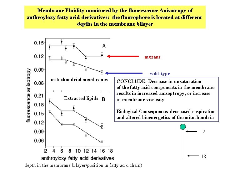 Membrane Fluidity monitored by the fluorescence Anisotropy of anthroyloxy fatty acid derivatives: the fluorophore Membrane Fluidity monitored by the fluorescence Anisotropy of anthroyloxy fatty acid derivatives: the fluorophore
