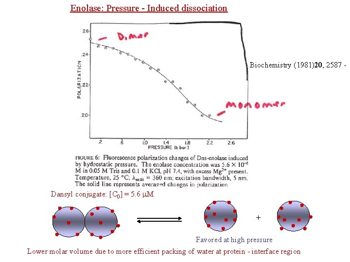 Enolase: Pressure - Induced dissociation Biochemistry (1981)20, 2587 - Dansyl conjugate: [C 0] =