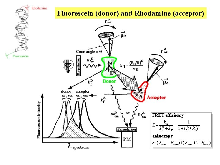 Fluorescein (donor) and Rhodamine (acceptor) Fluorescein (donor) and Rhodamine (acceptor)