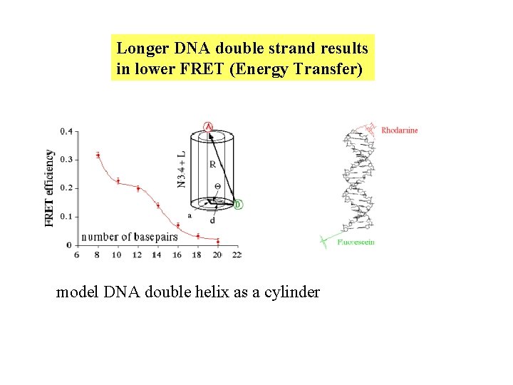 Longer DNA double strand results in lower FRET (Energy Transfer) model DNA double helix Longer DNA double strand results in lower FRET (Energy Transfer) model DNA double helix