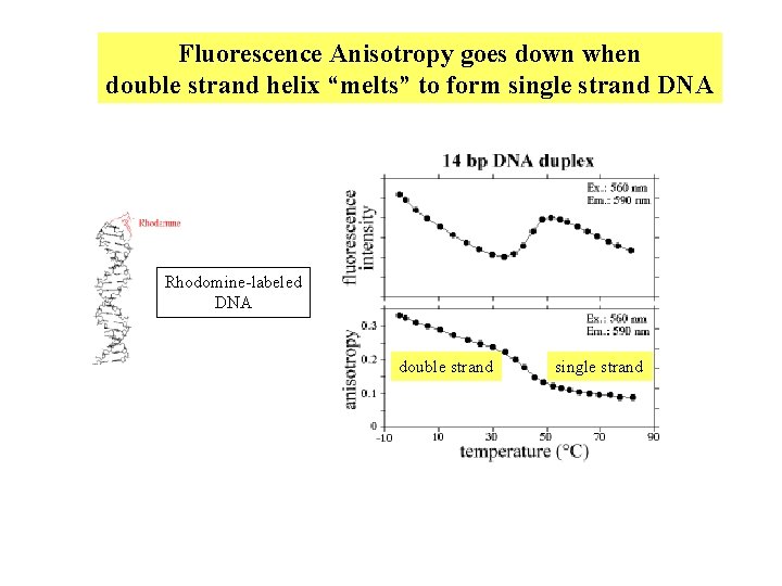 Fluorescence Anisotropy goes down when double strand helix “melts” to form single strand DNA Fluorescence Anisotropy goes down when double strand helix “melts” to form single strand DNA