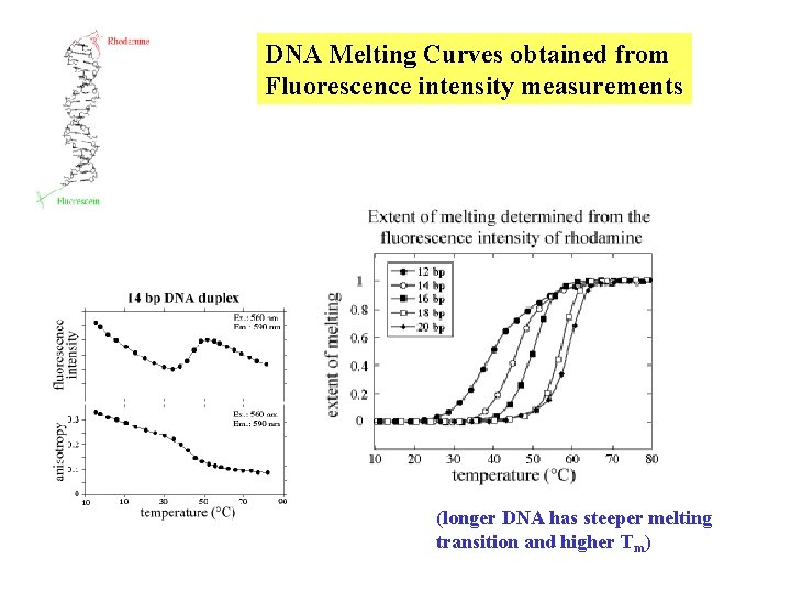 DNA Melting Curves obtained from Fluorescence intensity measurements (longer DNA has steeper melting transition DNA Melting Curves obtained from Fluorescence intensity measurements (longer DNA has steeper melting transition