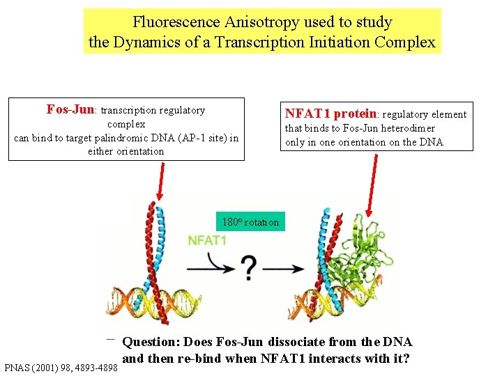 Fluorescence Anisotropy used to study the Dynamics of a Transcription Initiation Complex Fos-Jun: transcription Fluorescence Anisotropy used to study the Dynamics of a Transcription Initiation Complex Fos-Jun: transcription