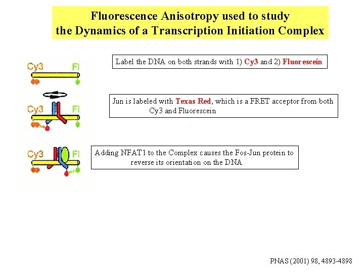 Fluorescence Anisotropy used to study the Dynamics of a Transcription Initiation Complex Label the Fluorescence Anisotropy used to study the Dynamics of a Transcription Initiation Complex Label the