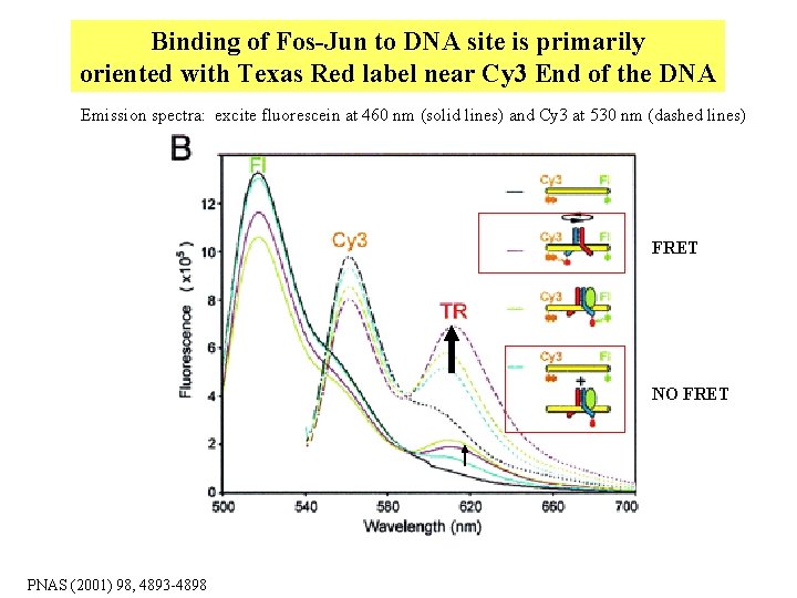 Binding of Fos-Jun to DNA site is primarily oriented with Texas Red label near Binding of Fos-Jun to DNA site is primarily oriented with Texas Red label near