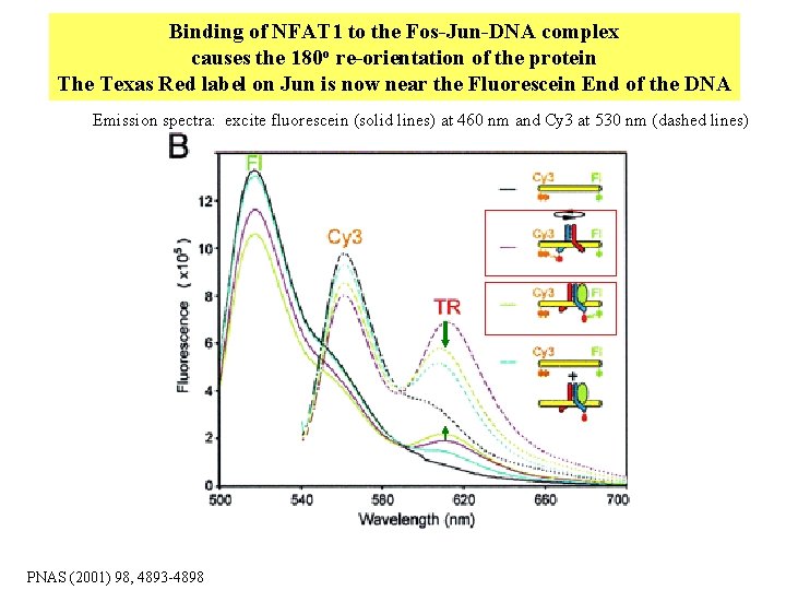 Binding of NFAT 1 to the Fos-Jun-DNA complex causes the 180 o re-orientation of Binding of NFAT 1 to the Fos-Jun-DNA complex causes the 180 o re-orientation of