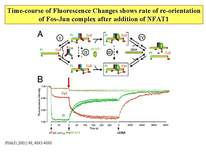 Time-course of Fluorescence Changes shows rate of re-orientation of Fos-Jun complex after addition of Time-course of Fluorescence Changes shows rate of re-orientation of Fos-Jun complex after addition of