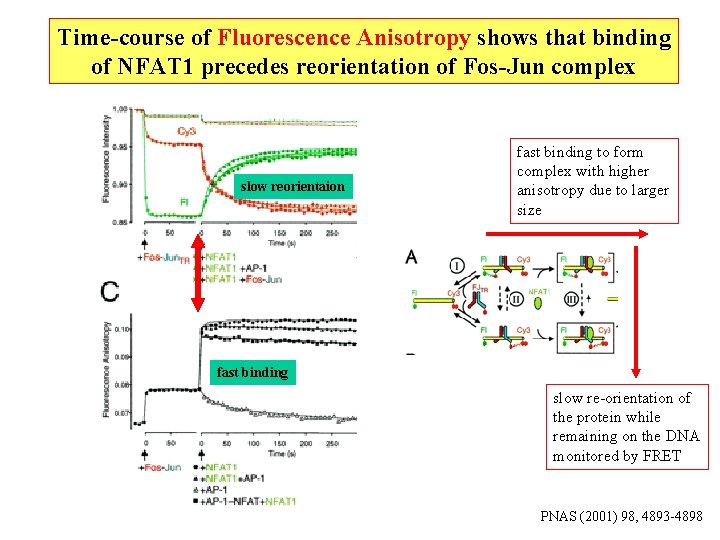 Time-course of Fluorescence Anisotropy shows that binding of NFAT 1 precedes reorientation of Fos-Jun Time-course of Fluorescence Anisotropy shows that binding of NFAT 1 precedes reorientation of Fos-Jun
