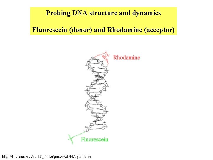 Probing DNA structure and dynamics Fluorescein (donor) and Rhodamine (acceptor) http: //lfd. uiuc. edu/staff/gohlke/poster/#DNA Probing DNA structure and dynamics Fluorescein (donor) and Rhodamine (acceptor) http: //lfd. uiuc. edu/staff/gohlke/poster/#DNA