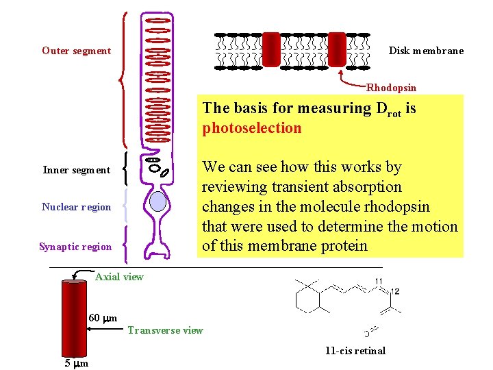 Outer segment Disk membrane Rhodopsin The basis for measuring Drot is photoselection We can Outer segment Disk membrane Rhodopsin The basis for measuring Drot is photoselection We can