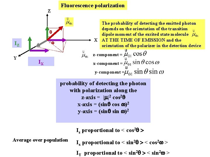 Fluorescence polarization Z The probability of detecting the emitted photon depends on the orientation Fluorescence polarization Z The probability of detecting the emitted photon depends on the orientation