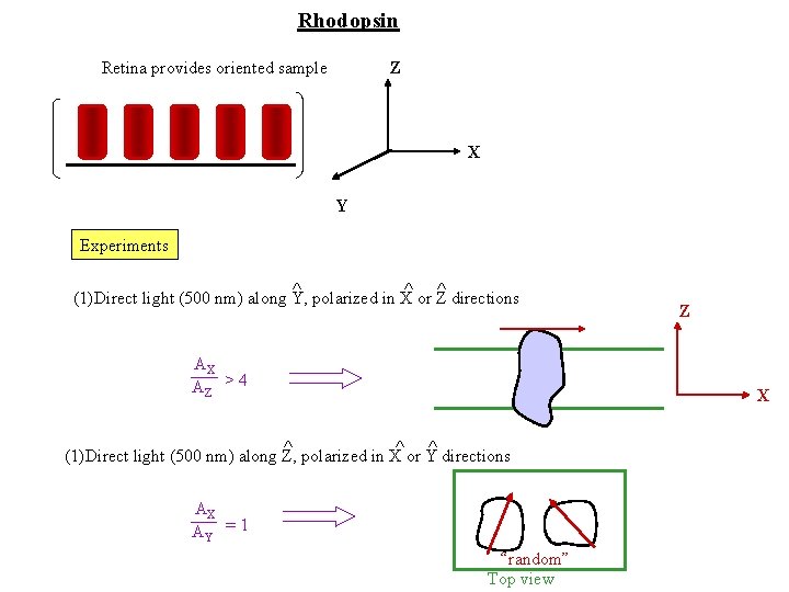 Rhodopsin Retina provides oriented sample Z X Y Experiments ^ ^ ^ (1)Direct light Rhodopsin Retina provides oriented sample Z X Y Experiments ^ ^ ^ (1)Direct light