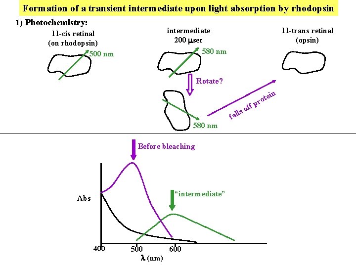 Formation of a transient intermediate upon light absorption by rhodopsin 1) Photochemistry: 11 -cis Formation of a transient intermediate upon light absorption by rhodopsin 1) Photochemistry: 11 -cis