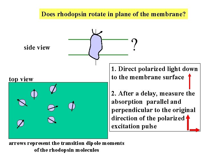 Does rhodopsin rotate in plane of the membrane? ? side view top view 1. Does rhodopsin rotate in plane of the membrane? ? side view top view 1.