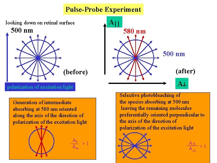 Pulse-Probe Experiment A looking down on retinal surface 500 nm 580 nm 500 nm Pulse-Probe Experiment A looking down on retinal surface 500 nm 580 nm 500 nm