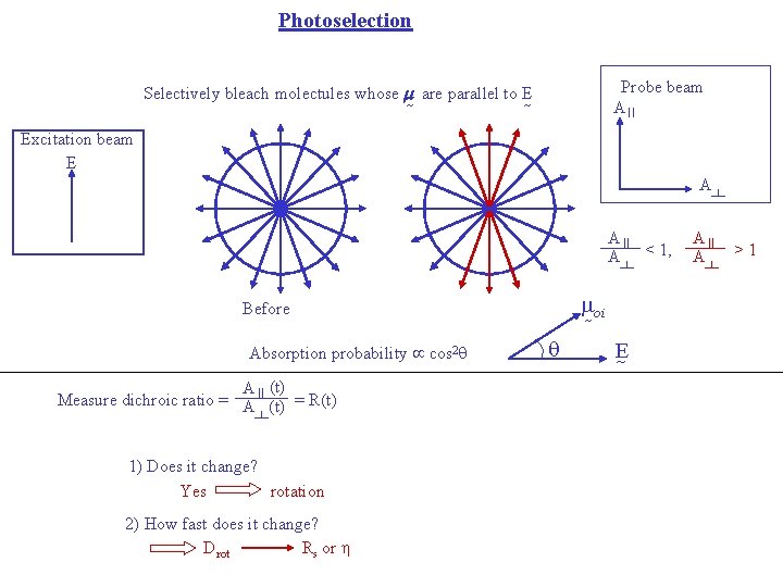 Photoselection Probe beam A II Selectively bleach molectules whose m are parallel to E Photoselection Probe beam A II Selectively bleach molectules whose m are parallel to E