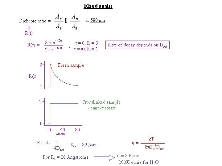 Rhodopsin at 580 nm Dichroic ratio = R(t) 2 + e- 4 Dt R(t) Rhodopsin at 580 nm Dichroic ratio = R(t) 2 + e- 4 Dt R(t)