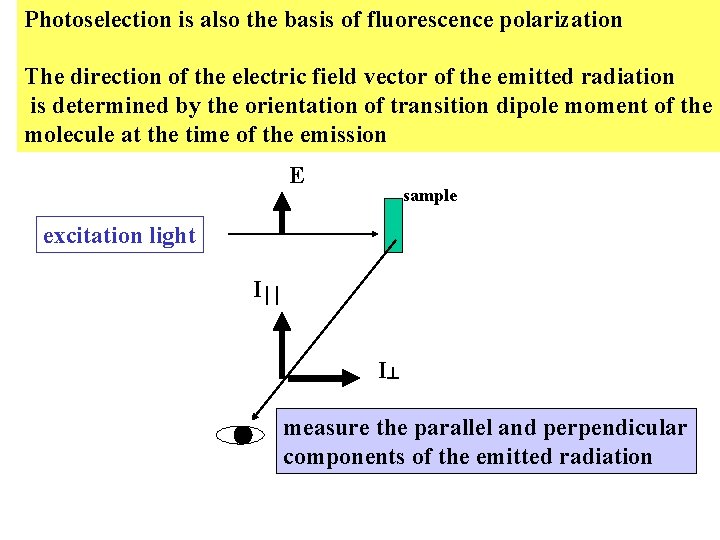 Photoselection is also the basis of fluorescence polarization The direction of the electric field Photoselection is also the basis of fluorescence polarization The direction of the electric field