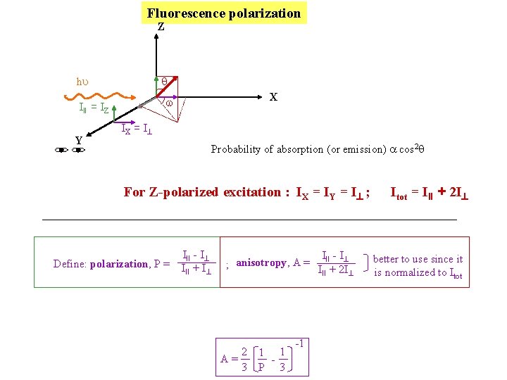 Fluorescence polarization Z q hu III = IZ Y X w IX = I Fluorescence polarization Z q hu III = IZ Y X w IX = I
