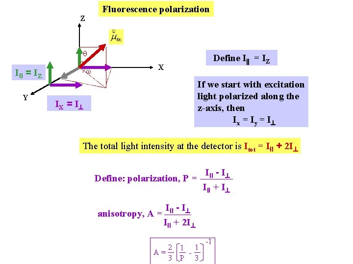 Fluorescence polarization Z q w III = IZ Y Define I = IZ X Fluorescence polarization Z q w III = IZ Y Define I = IZ X