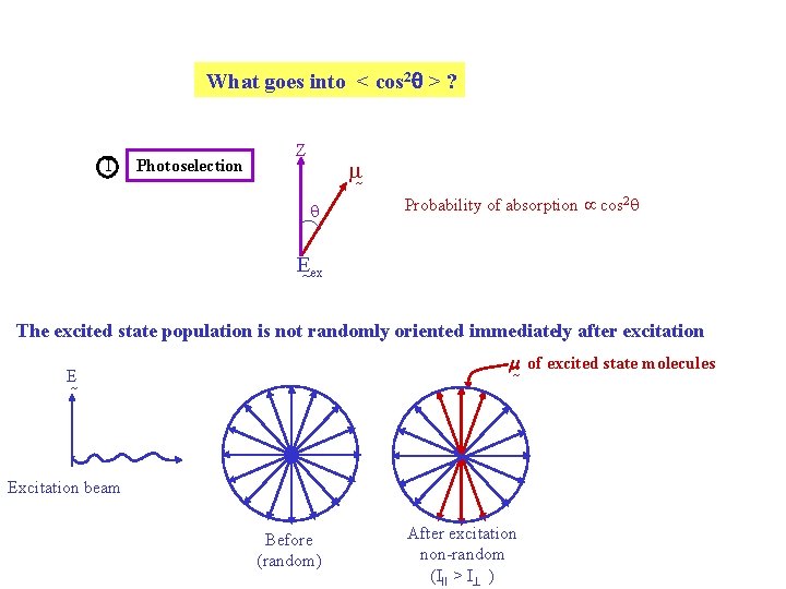 What goes into < cos 2 > ? I Photoselection Z q Probability of What goes into < cos 2 > ? I Photoselection Z q Probability of
