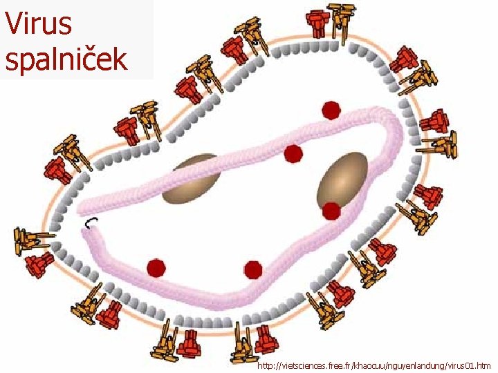 Virus spalniček http: //vietsciences. free. fr/khaocuu/nguyenlandung/virus 01. htm 