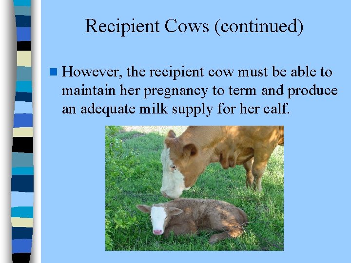 Recipient Cows (continued) n However, the recipient cow must be able to maintain her