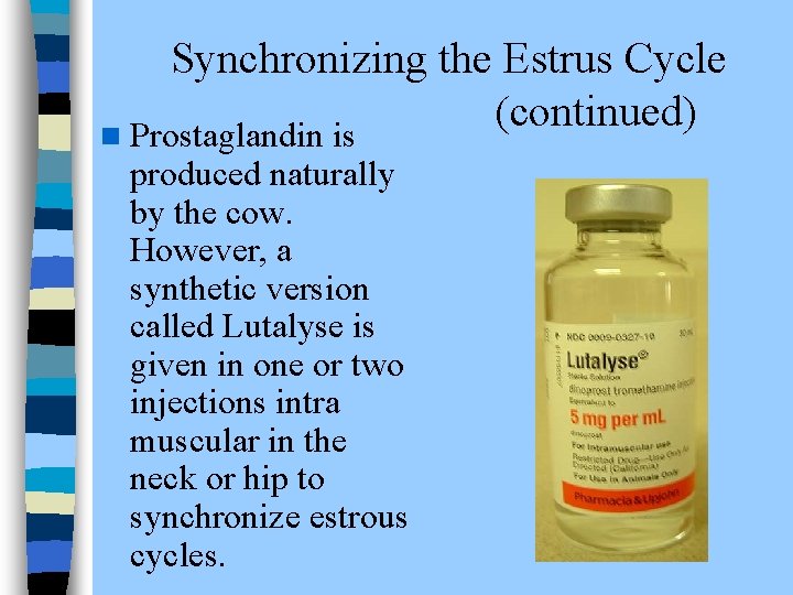 Synchronizing the Estrus Cycle (continued) n Prostaglandin is produced naturally by the cow. However,