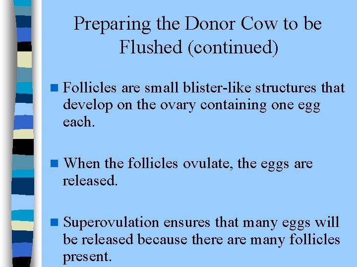 Preparing the Donor Cow to be Flushed (continued) n Follicles are small blister-like structures