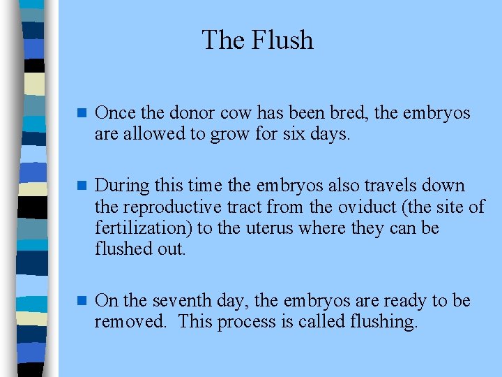 The Flush n Once the donor cow has been bred, the embryos are allowed